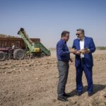 آغاز برداشت چغندرقند در اراضی آیشی شرکت توسعه نیشکر