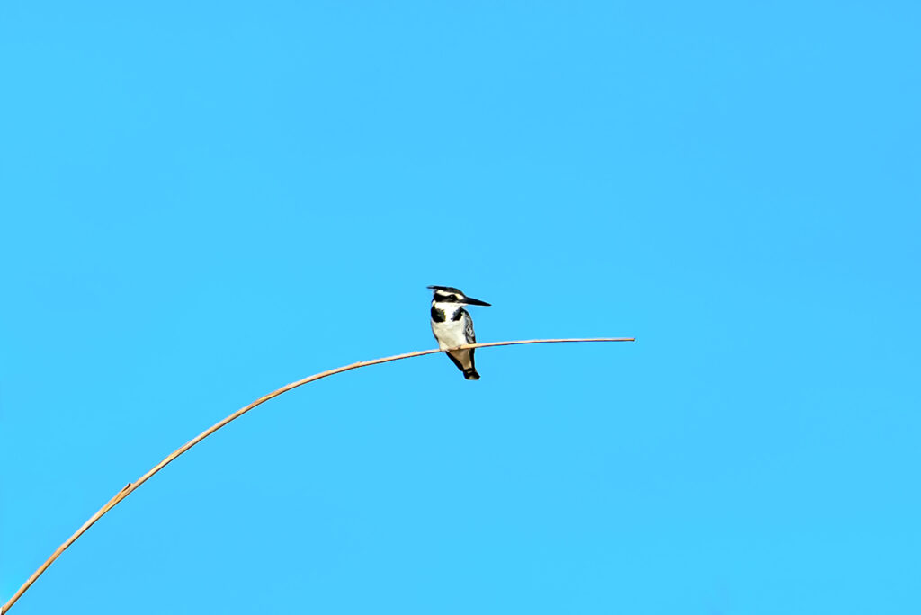 پرنده پرنده